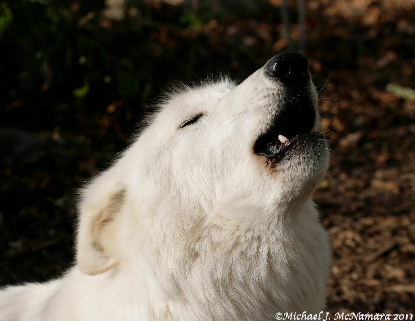 Howl 1 width=